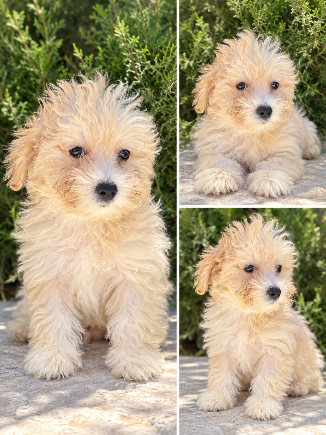 Cachorro Maltipoo Crema 4 o 5 kg de adulto