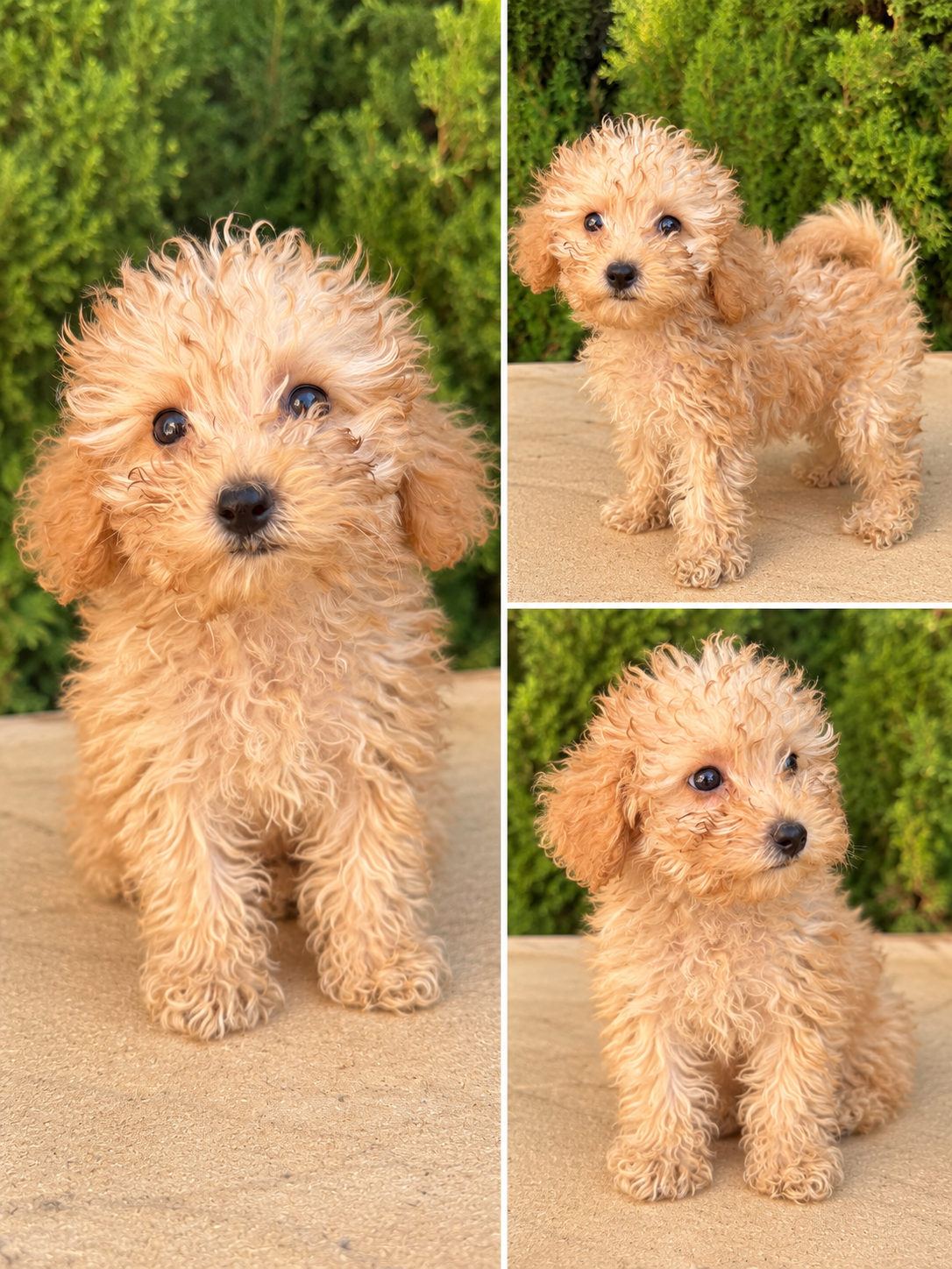 Cachorro Caniche Crema Toy, pesará 3-4kg de adulto