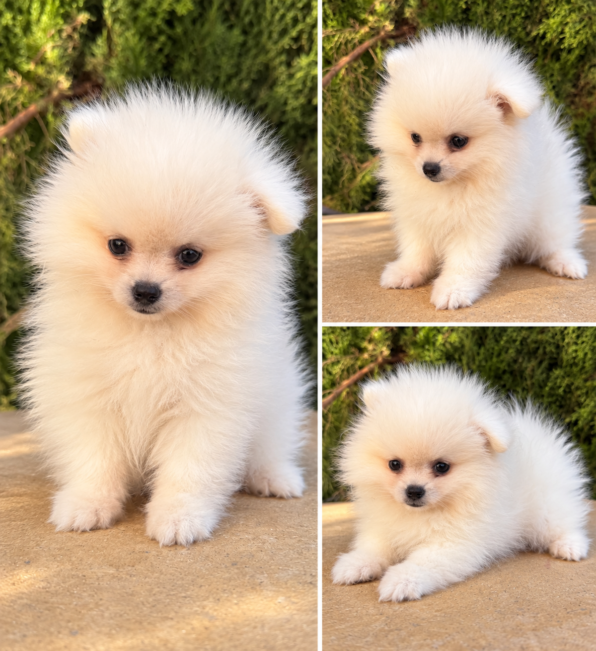 Cachorro Pomerania Blanco Pesará 3 o 4 kg de adulta
