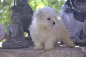 chiot maltipoo - diana de la jara