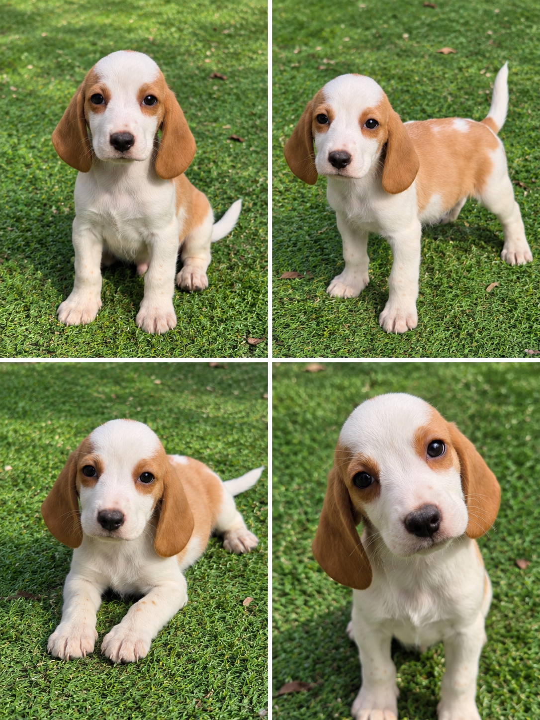 Cachorro Beagle Limón 