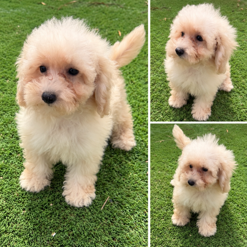 Cachorro de raza Maltipoo color Crema tipo