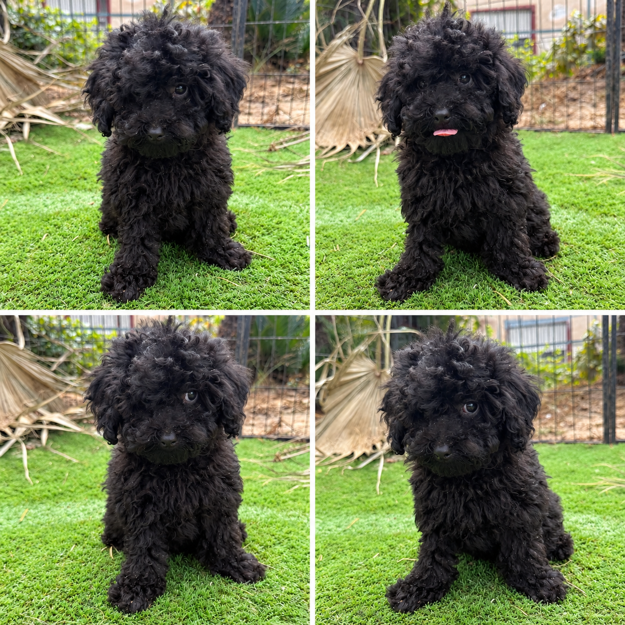 Cachorro Maltipoo Negro 