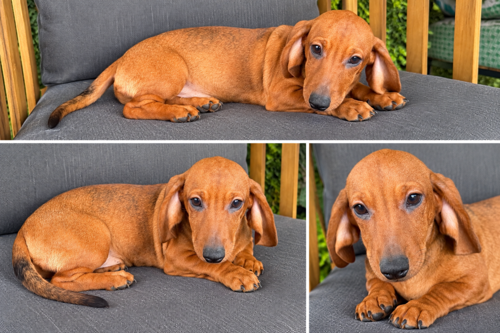 Cachorro de raza Teckel color Marrón tipo