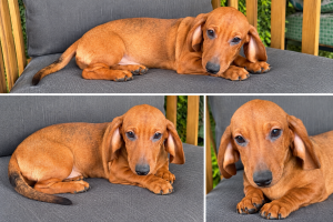 Chiot teckel, couleur marron, type