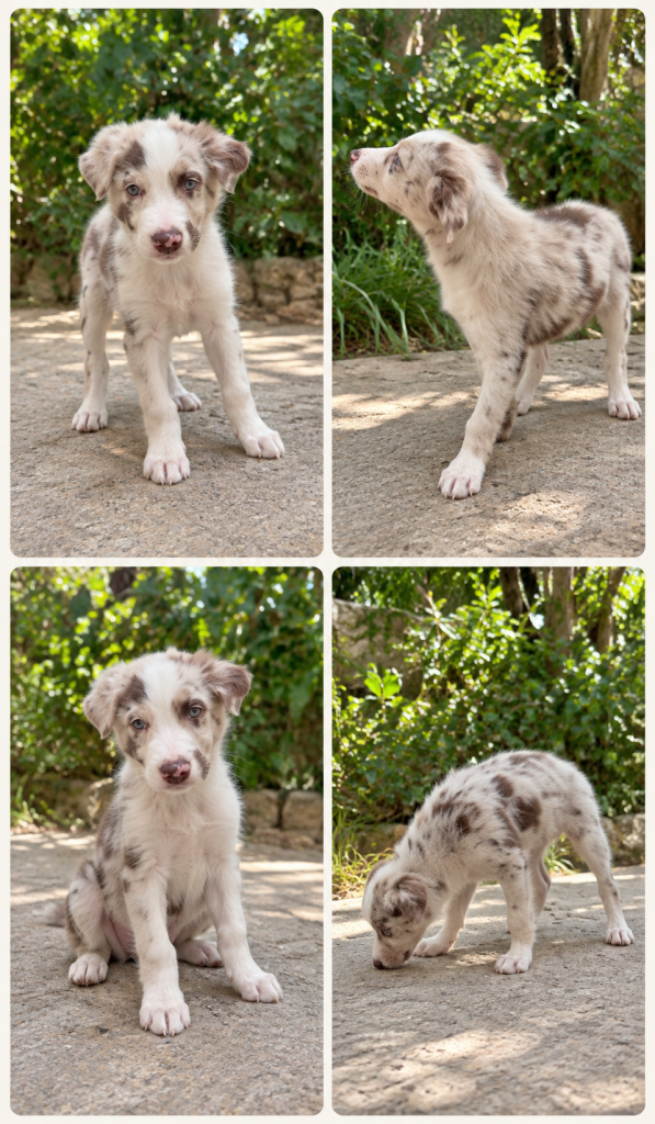 Cachorro de raza Border Collie color Merlé tipo