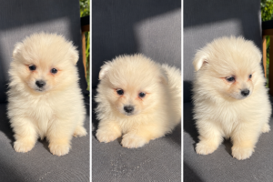 Cachorro de raza Pomerania color Blanco tipo Mini