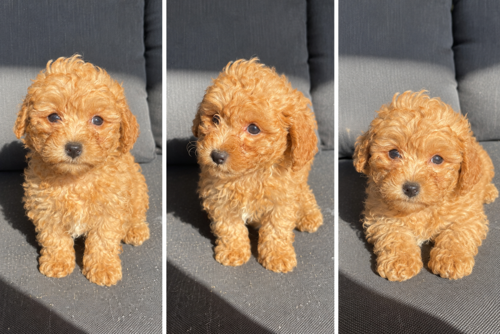 Cachorro de raza Maltipoo color Apricot tipo