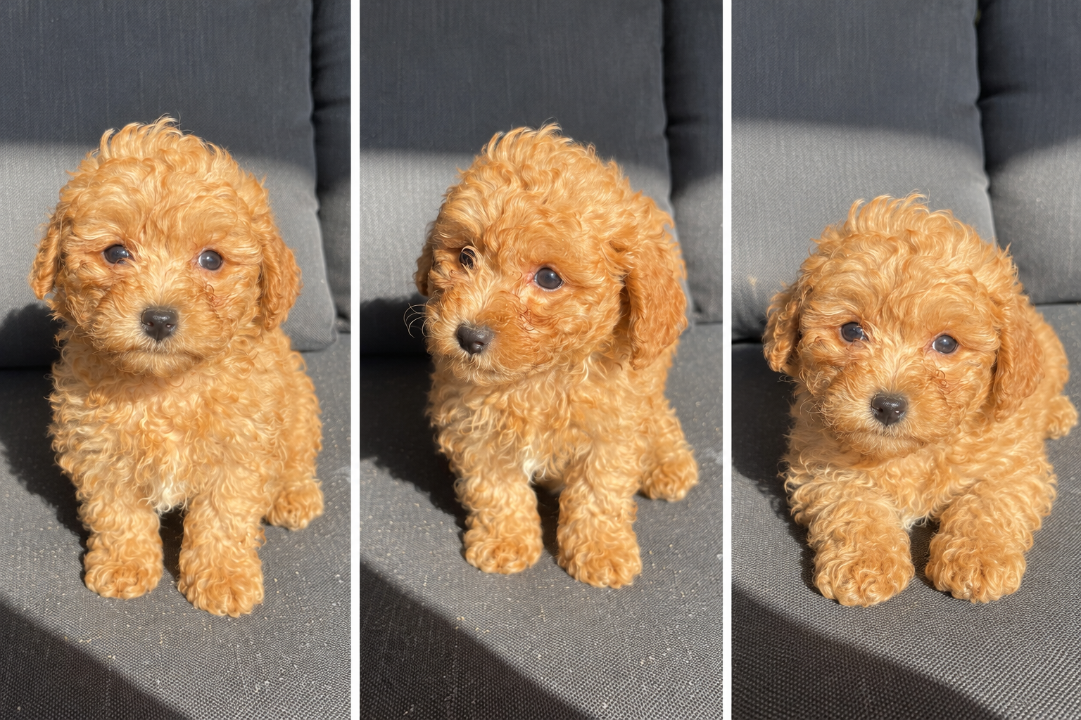 Cachorro Maltipoo Apricot 