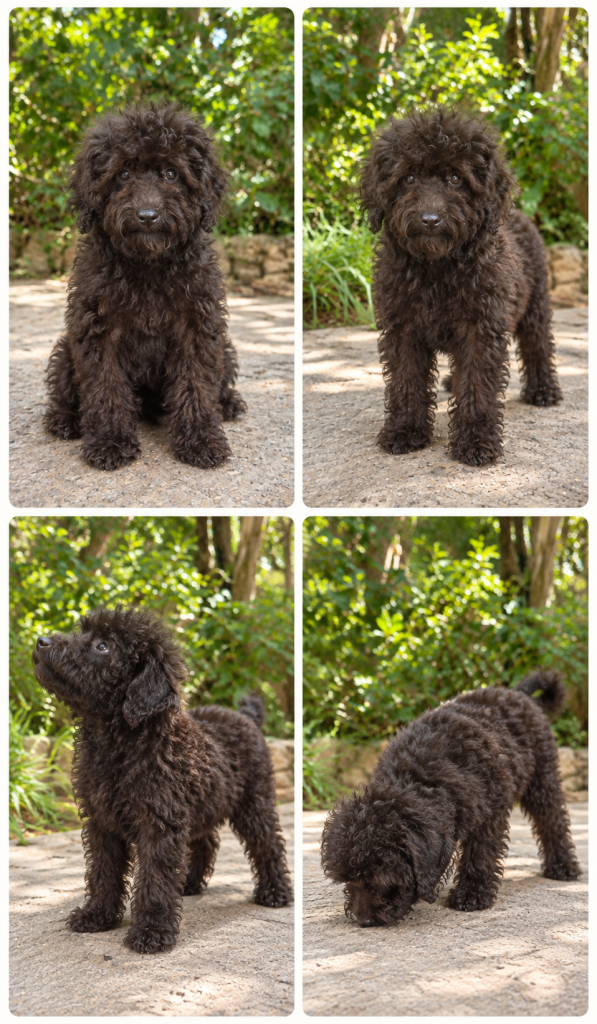 Cachorro de raza Caniche color Negro tipo Enano