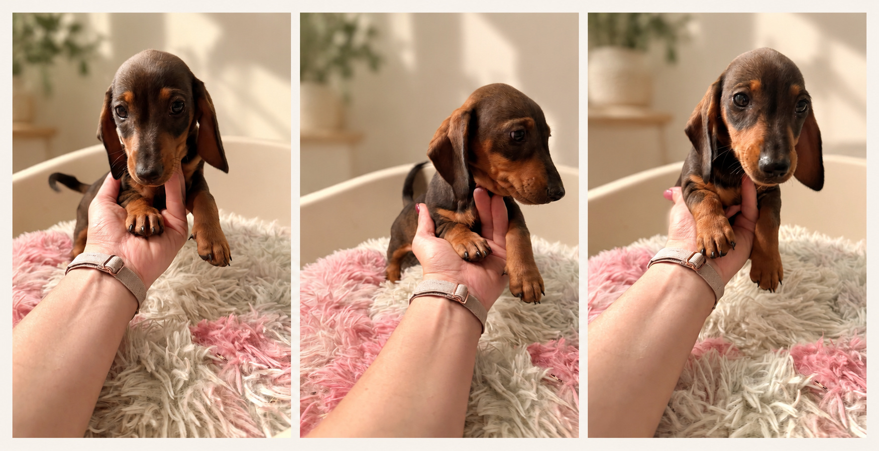 Filhote de Dachshund Folha seca