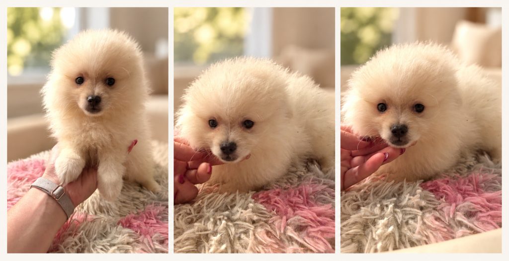 Cachorro de raza Pomerania color Blanco tipo