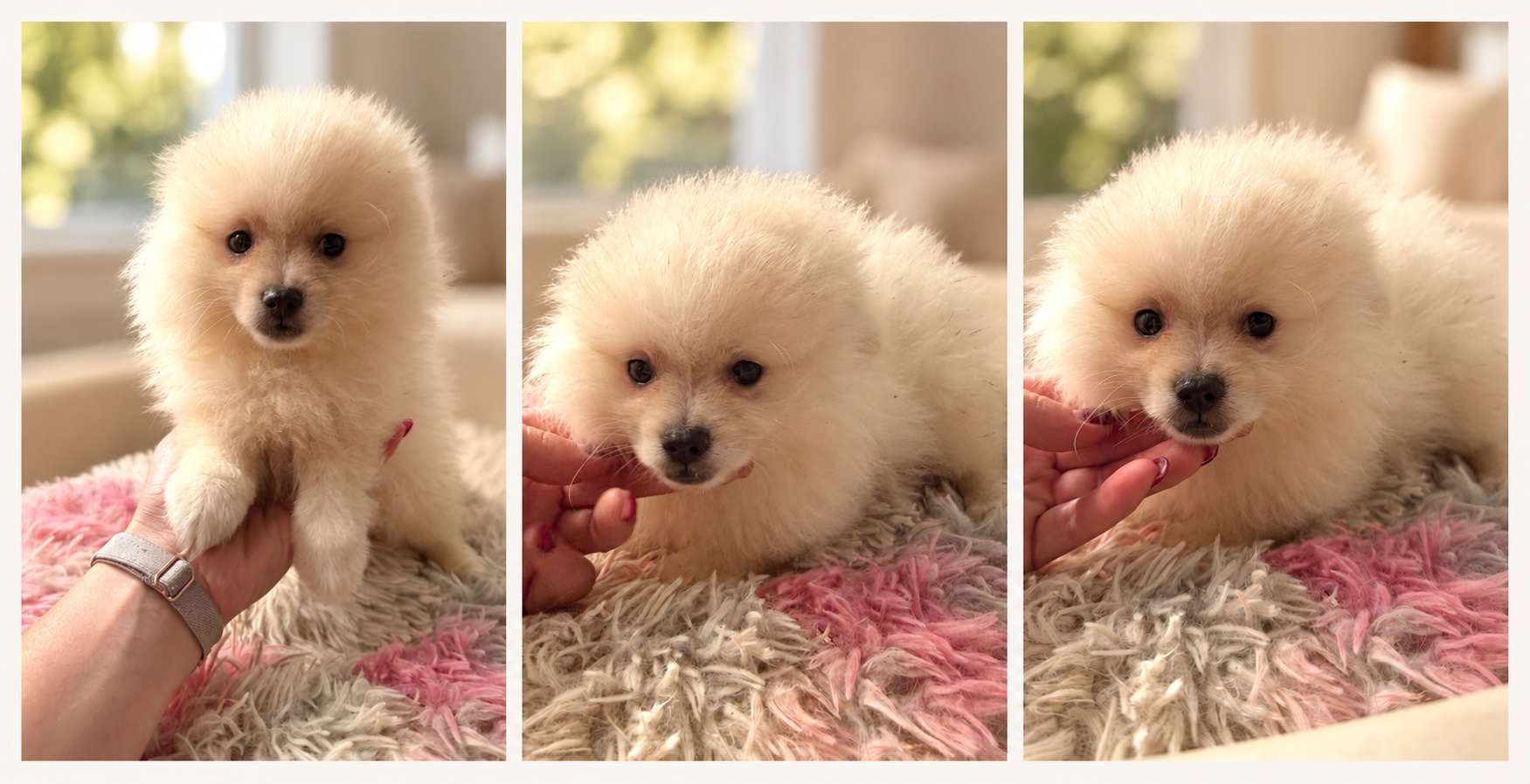 Cachorro Pomerania Blanco