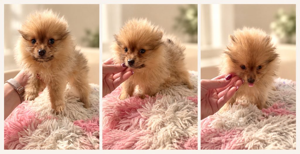 Cachorro de raza Pomerania color Sable tipo Toy