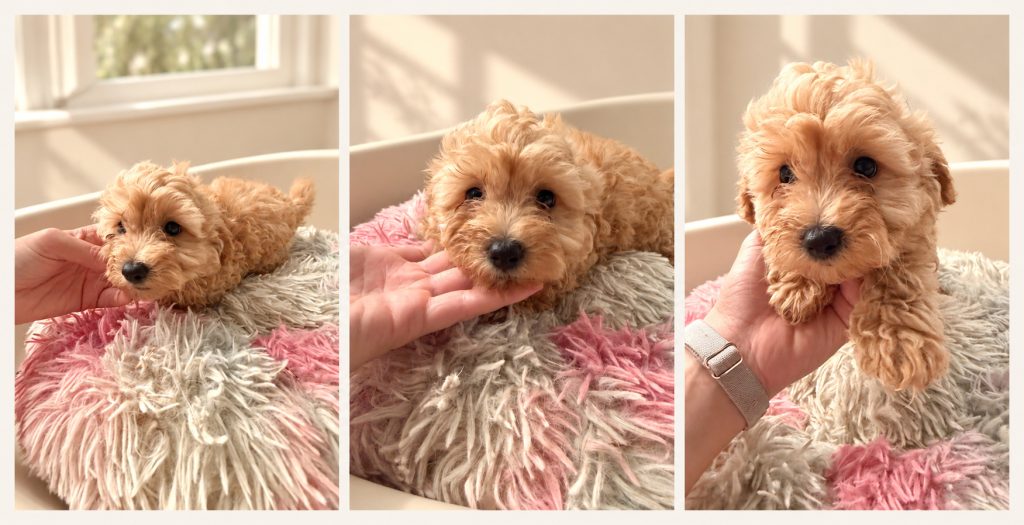 Cachorro de raza Maltipoo color Dorado tipo