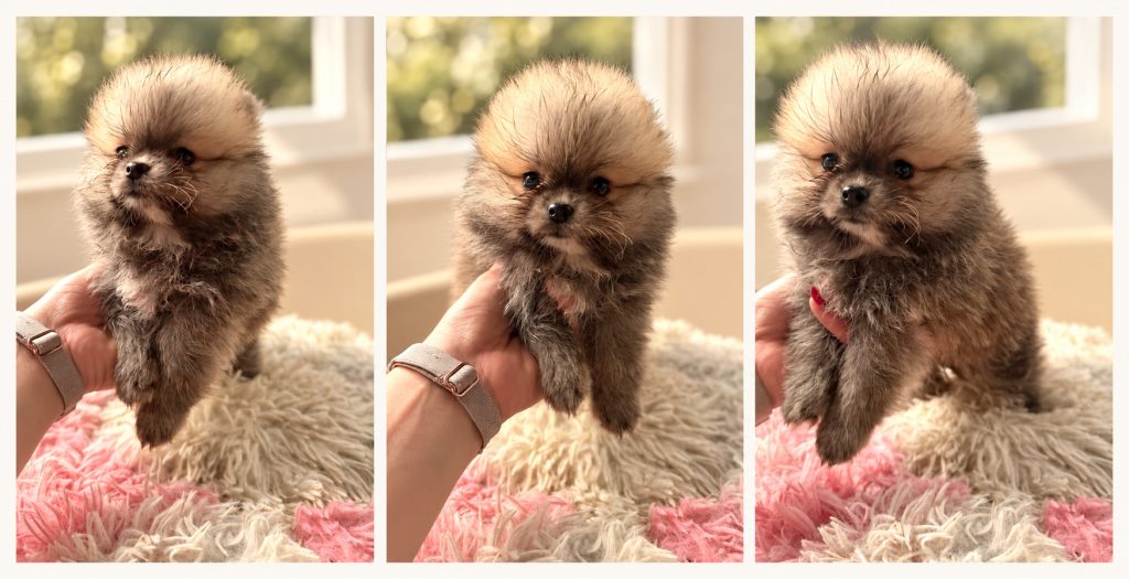 Cachorro de raza Pomerania color Sable tipo Toy