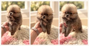 Cachorro de raza Pomerania color Sable tipo Toy