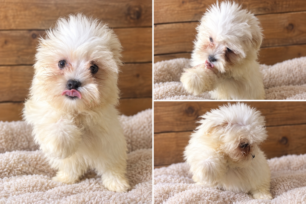 Cachorro de raza Pekinés color Blanco tipo