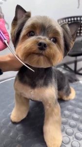 short haircut yorkshire